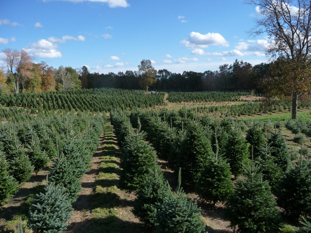 Archambault Tree Farm / Great Works Tree Farm Maine Christmas Tree