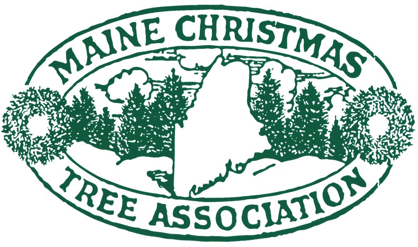 Maine Christmas Tree Association Maine Christmas Trees And Wreath Products