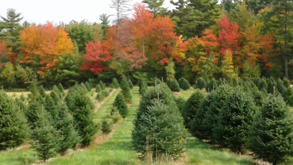 Bragdon Tree Farm Maine Christmas Tree Association
