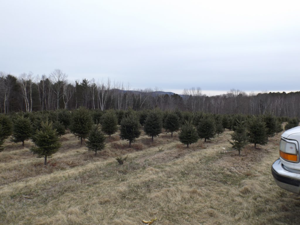Pleasant View Tree Farm Maine Christmas Tree Association