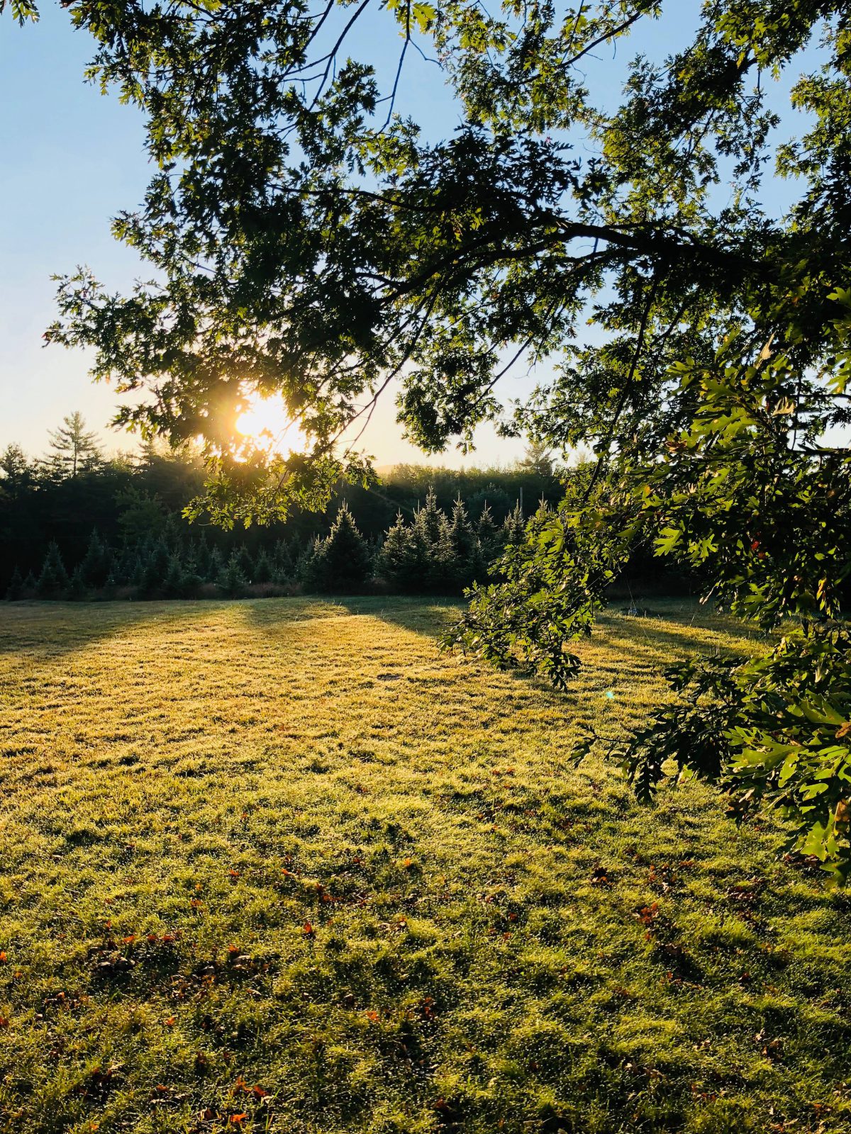 Mountain View Tree Farm Maine Christmas Tree Association
