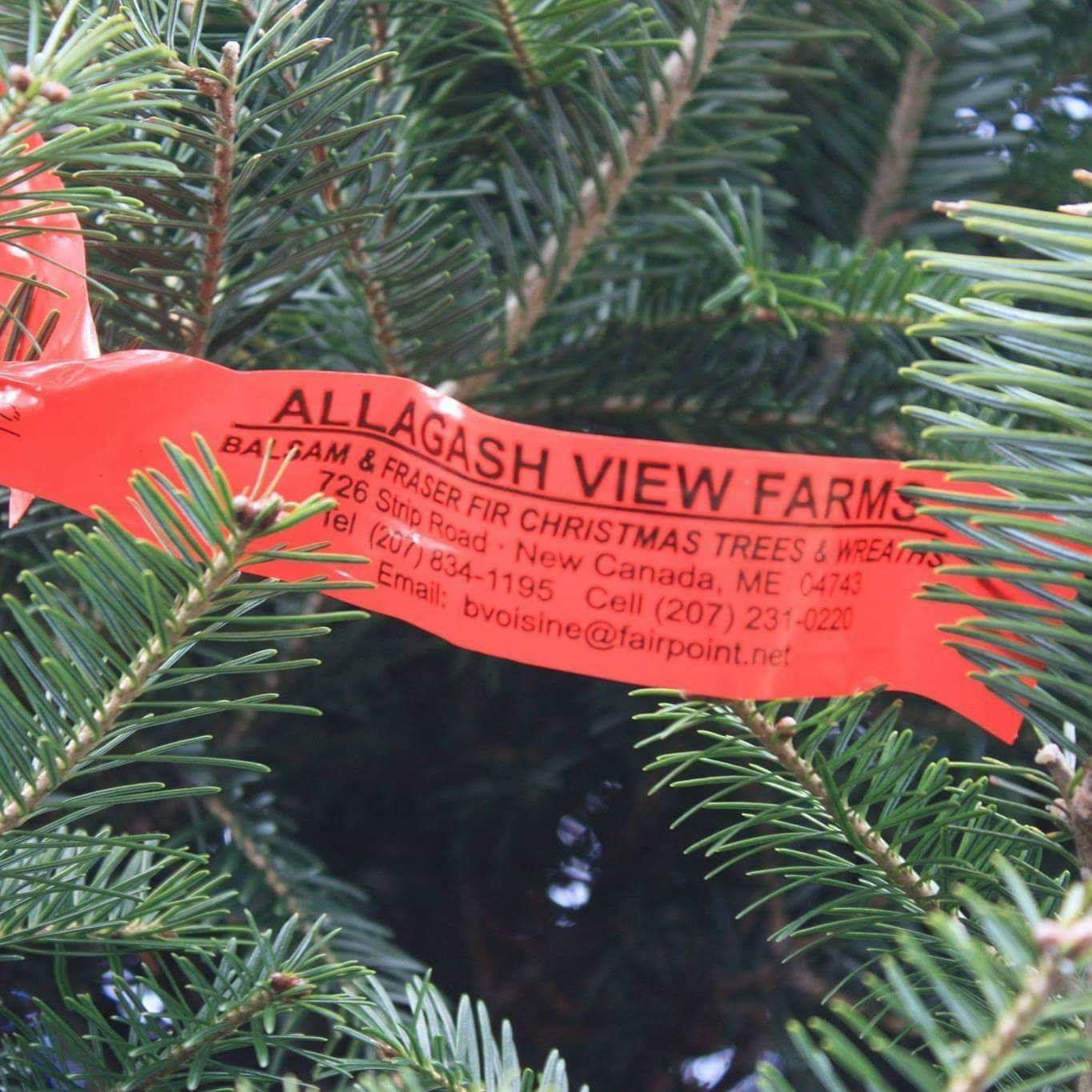 Allagash View Farms Maine Christmas Tree Association