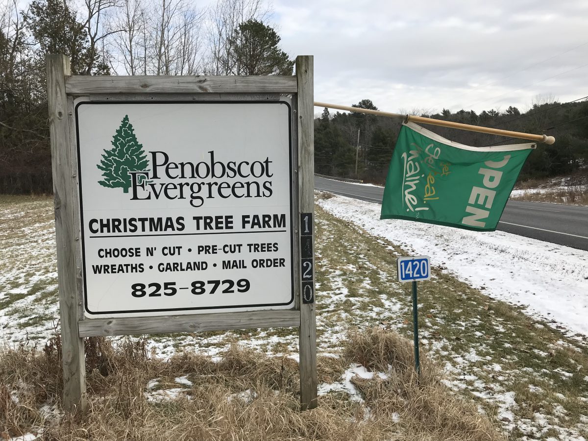 Penobscot Evergreens Maine Christmas Tree Association
