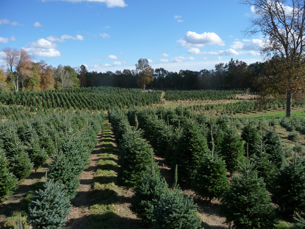 Archambault Tree Farm / Great Works Tree Farm Maine Christmas Tree