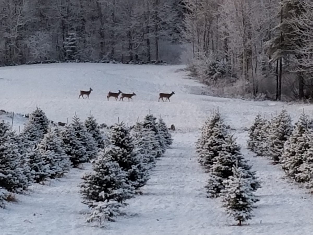 Eastern Slope Farm Maine Christmas Tree Association